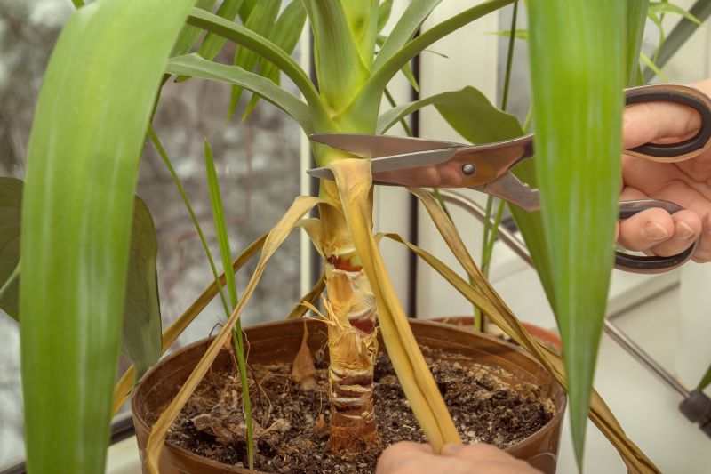 Azalea Pruning in Honolulu, HI